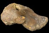 Fossil Hadrosaur Coracoid - Alberta (Disposition #-) #134519-2